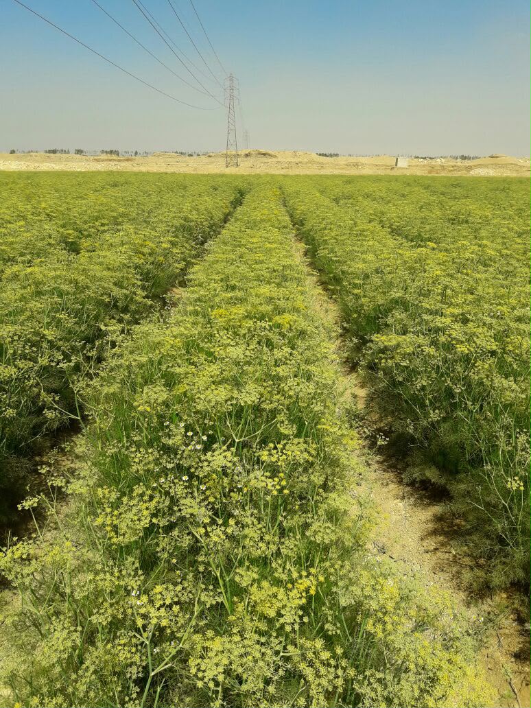 Fertile agricultural farm rows in Egypt