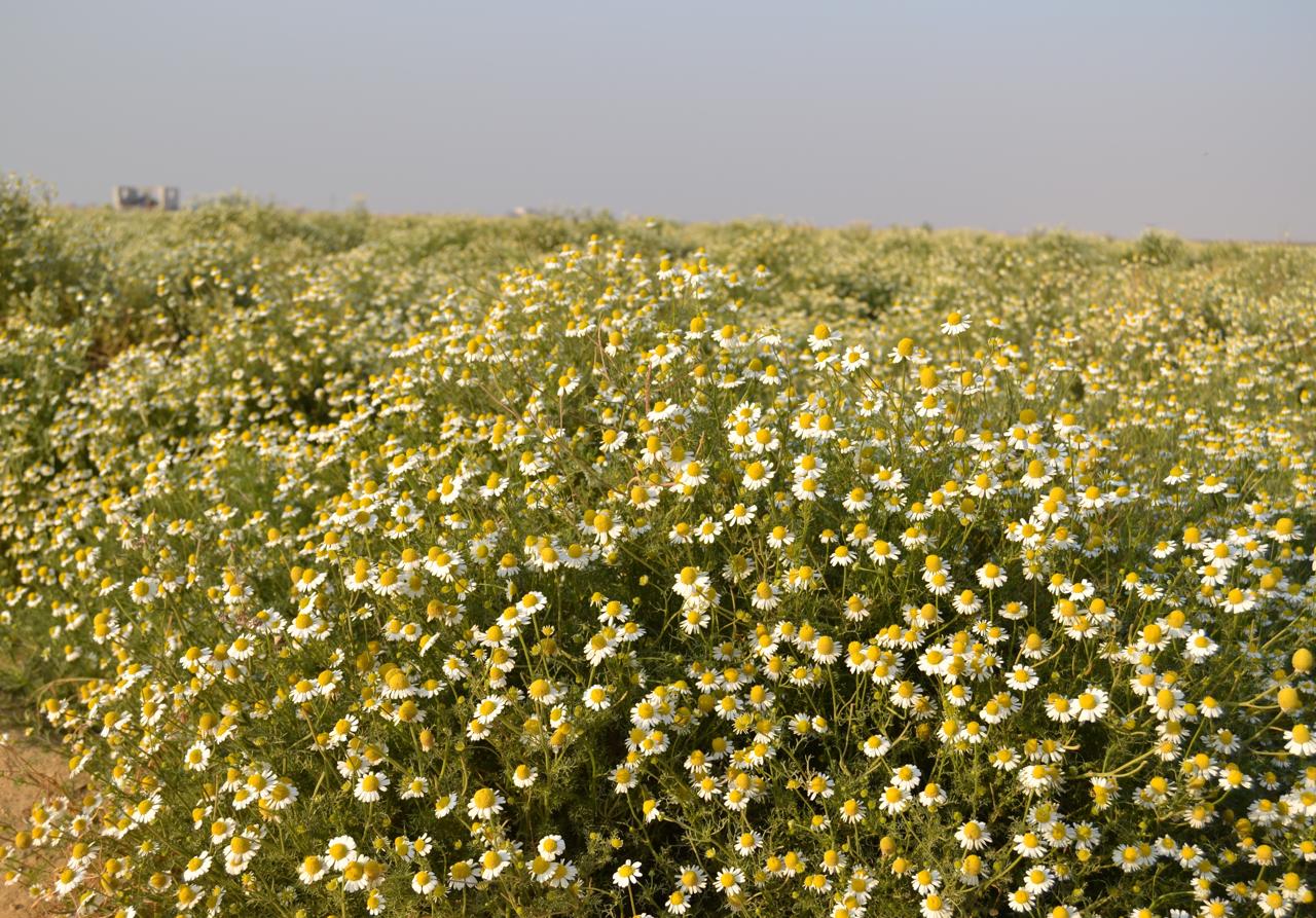 Chamomile flower field in Egypt