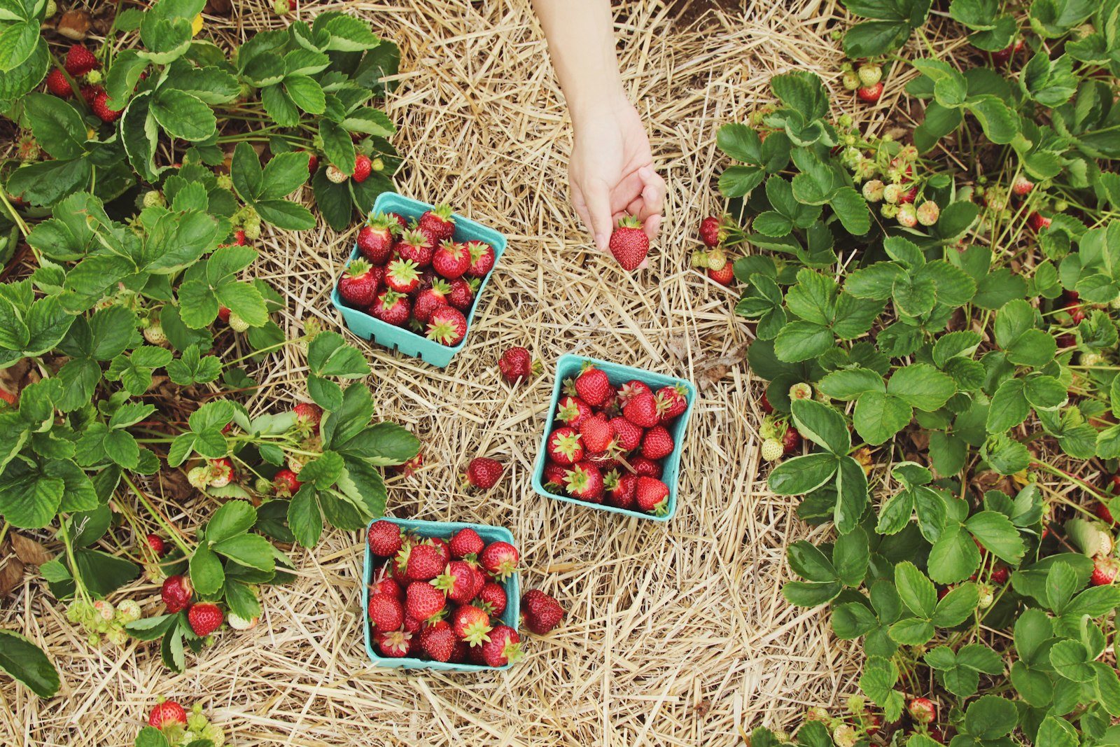 Fresh strawberry harvest in the field